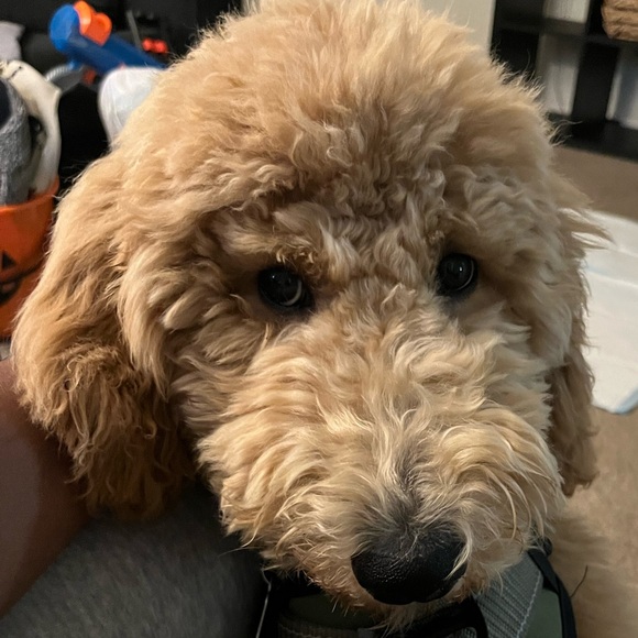 Meet your posher, Nakia - Picture 11 of 11